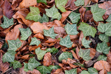 Green little leaves and orange autumn leaves background, winter texture, autumn forest