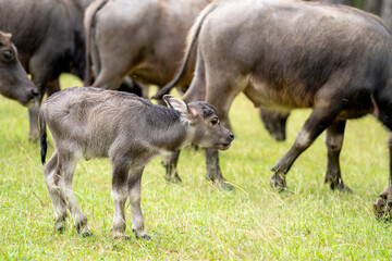 A large herd of wild water buffalo. Mother and Cute Newborn  baby