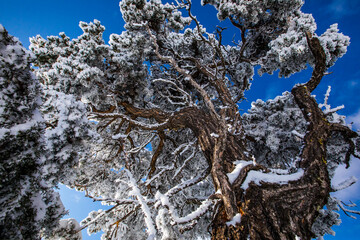 Winter in Grand Canyon National Park, United States Of America