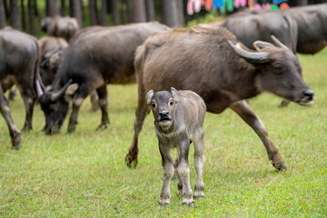 A large herd of wild water buffalo. Mother and Cute Newborn  baby