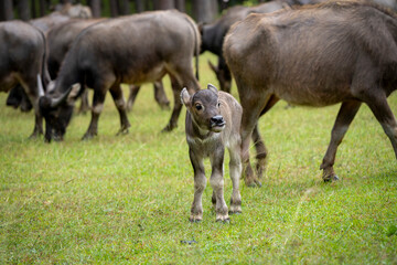 A large herd of wild water buffalo. Mother and Cute Newborn  baby