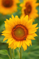 Fototapeta premium Honey bee pollinating blooming sunflower in field