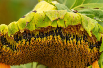Ripening sunflower seed on flower head in field