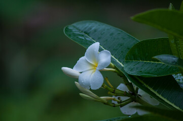 white and blue flowers