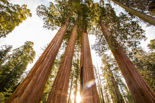 Winter in Sequoia National Park, United States Of America
