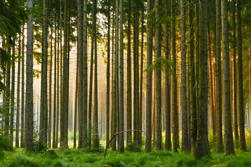 Fototapeta na wymiar Misty early morning in the forest of Perlacher Forst in Munich with pine trees growing on the moss ground