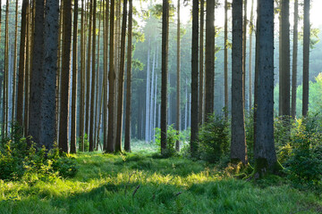 Misty early morning in the forest of Perlacher Forst in Munich with pine trees growing on the moss ground