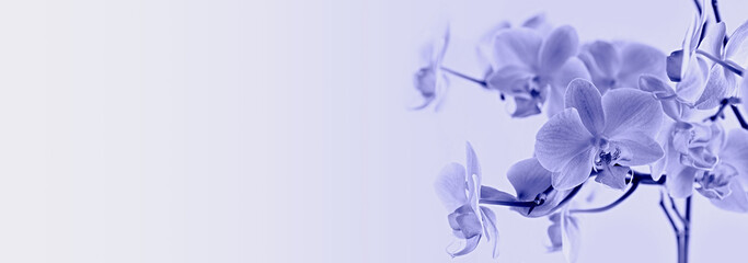 Phalaenopsis orchids on a light background. Beautiful floral background. Copy space. Color of the year 2022 Very Peri.