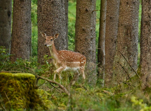 Wild female doe bambi deer walking on a pine tree forest in Germany