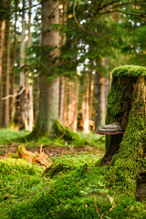 Misty early morning in the forest of Perlacher Forst in Munich with pine trees growing on the moss ground