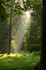 Misty early morning in the forest of Perlacher Forst in Munich with pine trees growing on the moss...