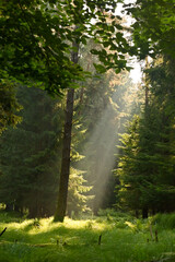 Misty early morning in the forest of Perlacher Forst in Munich with pine trees growing on the moss...
