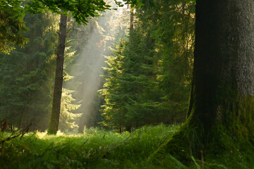Obraz premium Misty early morning in the forest of Perlacher Forst in Munich with pine trees growing on the moss ground