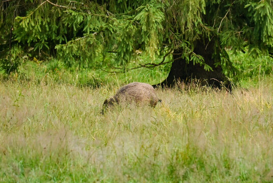 Wild boar on a high grass field looking for food