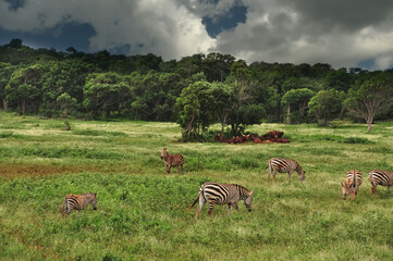 Animals zebra and buffalo in nature among green fields and trees. Safari. Cuba.