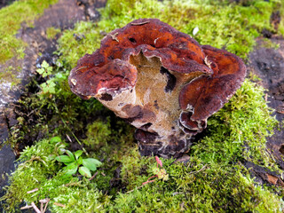 Red colour Phaeolus schweinitzii, common name Dyers Mazegill or Dyer's Polypore fungus inside of rotten tree stump.