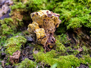 Yellow colour Phaeolus schweinitzii, common name Dyers Mazegill or Dyer's Polypore fungus inside of tree stump, bitten by small animals.