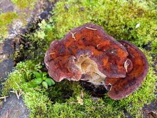 Vibrant carmine colour Phaeolus schweinitzii, common name Dyers Mazegill or Dyer's Polypore fungus top inside of rotten tree stump.