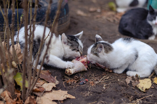 Female cat feeds her kitten chicken meat on city street. Little