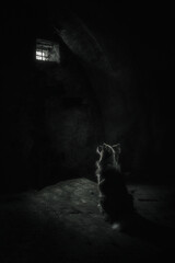 dog in the dark
