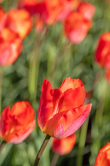 Red tulip in the sunlight. Blurred background from other tulips. Selective focus.