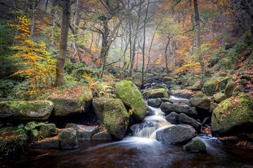 stream in a misty forest in autumn