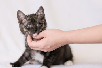 The hand is stroking a small dark gray blind kitten. A volunteer saved the kitten from death.