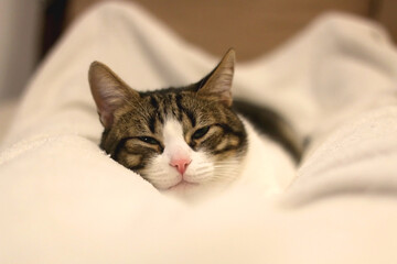 Cute tabby cat sleeping on a bed. Selective focus.