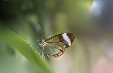 Przeźroczyste skrzydełka motyla © Gabriela
