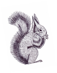 Hand drawn ink illustration of a sitting fluffy squirrel, profile view