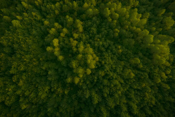 Aerial view of forest with beautiful green trees