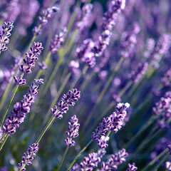 Selective focus Lavender flowers at sunset rays, Blooming Violet fragrant lavender flower summer landscape. Growing Lavender, harvest, perfume ingredient, aromatherapy. Lavender field lit by sunlight