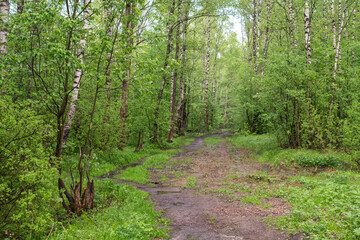 Trees with fresh spring green leaves in forest