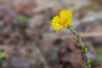 Yellow Tussilago flower blooms in spring, close up