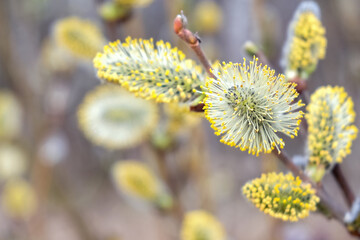 Yellow fluffu willow catkits close up