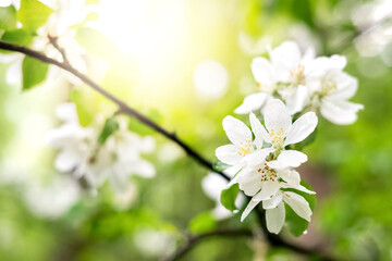 White flowers of blooming apple tree branch in spring orchard
