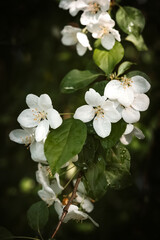 Blooming apple tree branch with white flowers in spring orchard