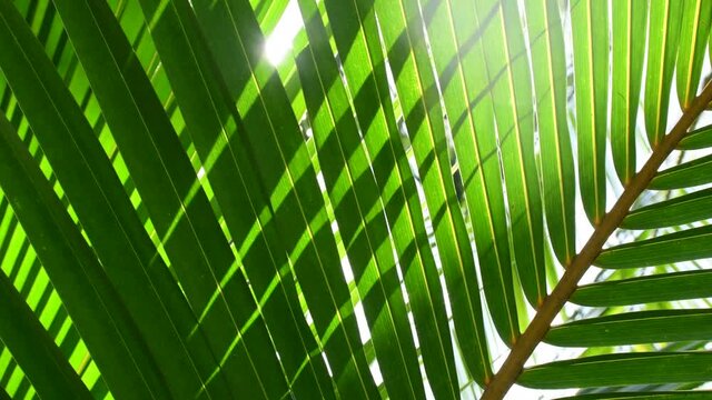 tropical leaves, sunlight shining through green coconut palm leaf