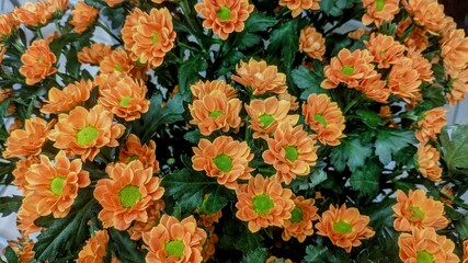 Naklejka na ściany i meble Bouquet of orange flowers
