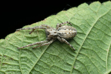 Indian social spider, Stegodyphus dumicola, Western ghats  India