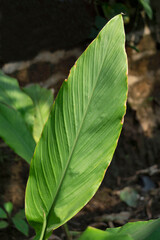 Obraz premium Leaf of Indian shot, Canna indica its use for biodegradable plastic, Satara, Maharashtra, India