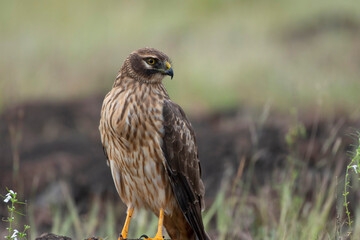 Female pallid harrier, Circus macrourus, Satara, Maharashtra, India.NEF