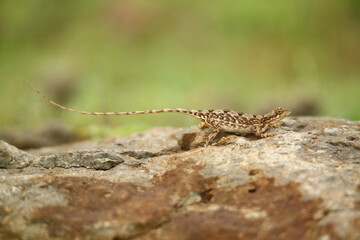 Female Pondichéry fan-throated lizard, Sitana ponticeriana, Satara, Maharashtra, India 
