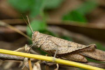 Grey grasshopper, Schistocerca nitens, Satara, Maharashtra, India