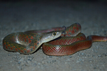 Checkered keelback, Fowlea piscator in orange colour morph, Satara, Maharashtra, India 