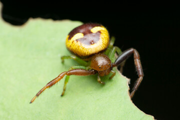Crab spider, Synema species, Satara, Maharashtra, India 