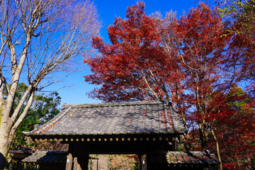 Fototapeta premium 薬医門付近の紅葉 薬師池公園（東京都町田市）