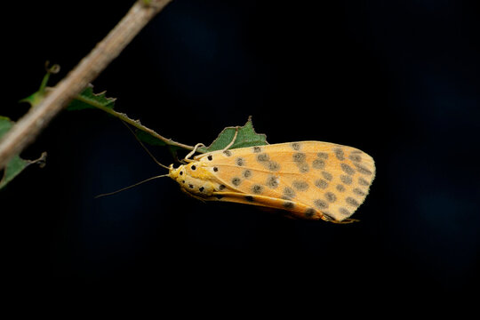 Leopard ornate moth, Utetheisa species, Satara, Maharashtra, India