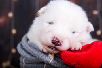 Obraz premium White fluffy small Samoyed puppy dog in a Christmas gift box