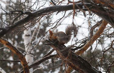 squirrel on tree